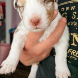 Australian Shepherd Puppies from Lake Daze