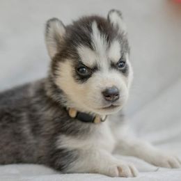 Siberian Husky Puppies from The Snow Dog Kennel