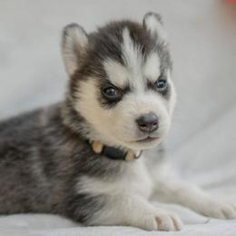 Siberian Husky Puppies from The Snow Dog Kennel