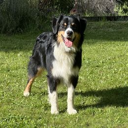 Morpheus - Australian Shepherd