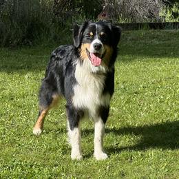 Morpheus - Australian Shepherd