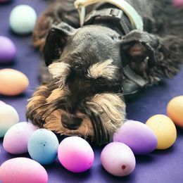 Red - Miniature Schnauzer