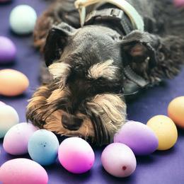Red - Miniature Schnauzer