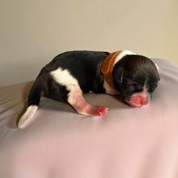 AKC-Angel - Tricolor female Shih Tzu puppy in Mooresville, North Carolina from Juji Shih Tzu