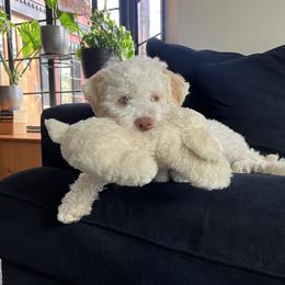 Lagotto Romagnolo Puppies from Tesoro Riccio
