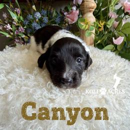 Canyon - Black and tan male Dachshund puppy in Kemp, Texas from Koli Acres