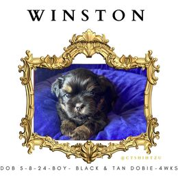 Shih Tzu Puppies from Crown & Tress Shih Tzu