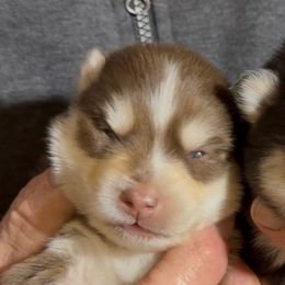Blaze - Black and white male Pomsky puppy in Spring Hill, Florida from PDQ Pomskies