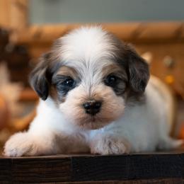 Aspen - Merle female Schnoodle puppy in Grove, Oklahoma from Grand Lake Poodles & Doodles