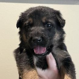 Kodiak - Black and tan male German Shepherd puppy in Colorado Springs, Colorado from Forest Home Shepherds