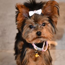 Mari - Black and gold Yorkshire Terrier puppy in Maple Heights, Ohio from Yorkiesllc