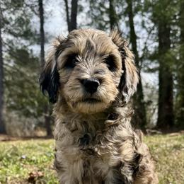 Leather - Merle male Goldendoodle puppy in Hendersonville, North Carolina from Kim's Cove Dog Co.