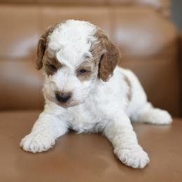 Bo - Apricot male Goldendoodle puppy in Berlin, Ohio from Doodle Babys