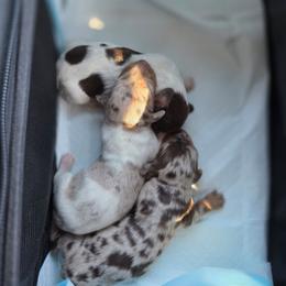 Dachshund puppies from D-S Ranch Corgis