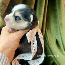 McCall - Black and white female Pomsky puppy in Rathdrum, Idaho from Smart Pomskies and Frenchies