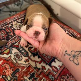 Rookie (Hagerty) - Red male Boston Terrier puppy in Richburg, South Carolina from Hidden Valley Bostons