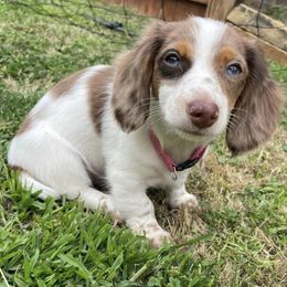 Dachshunds from Barrett’s Doxie Farm