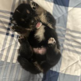 Dustin - Black and white male Pomsky puppy in Oak Harbor, Washington from Island Pomskies
