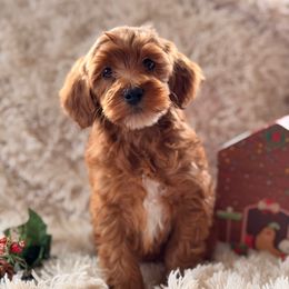 Merry - Red female Cavapoo puppy in Oxford, Pennsylvania from FriendlyPals