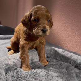 Sunshine - Red  female Goldendoodle puppy in Glenn Heights, Texas from Marvelous Mannered K9s of Texas