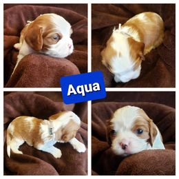 Cavalier King Charles Spaniel Puppies from Above All Else Love
