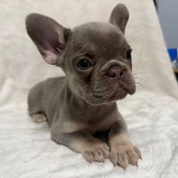 Lola - Tricolors female French Bulldog puppy in Fulton, Missouri from FamLee Frenchies
