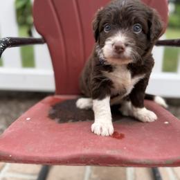 Bordoodle Puppies from Borders of Eby Eden