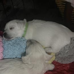 Green - White male West Highland White Terrier puppy in Kuna, Idaho from Treasure Valley Idaho Westies