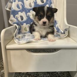 Everett - Black and tan male Pembroke Welsh Corgi puppy in Morgantown, Pennsylvania from GoldStar Corgis (License Number 18519)