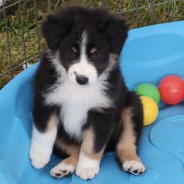 Australian Shepherds from Moonlight Australian Shepherds