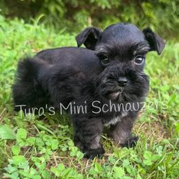 Boy 1 - Black and silver male Miniature Schnauzer puppy in Kentucky from Tyra's Mini Schnauzers