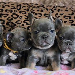 French Bulldog puppies from WMDFrenchies