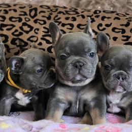 French Bulldog puppies from WMDFrenchies