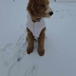 Goldendoodle All Grown Up from B+C Doodles
