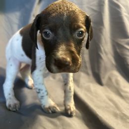 Girl- Pink - White and liver female German Shorthaired Pointer puppy in Spencer, Massachusetts from Outback Kennels