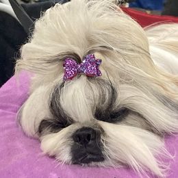 Majesty - Shih Tzu