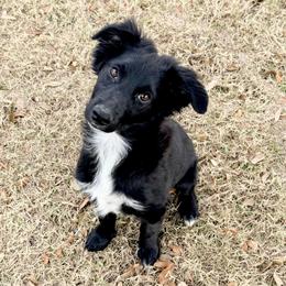 Rosie - Black & white female Australian Shepherd puppy in Mineral Wells, Texas from A6 Australian Shepards