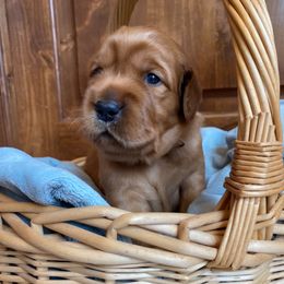 Pick 7 - Dark golden female Golden Retriever puppy in San Luis Obispo County, California from Golden Peak Retrievers