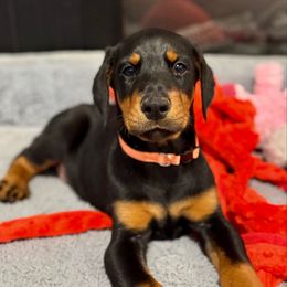 Orange Collar - Black and rust male Doberman Pinscher puppy in Lake City, Florida from Paintedcrazy Doberman Pinchers