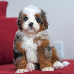 Dragon - Blue merle male Bernedoodle puppy in Dundee, Ohio from Down Home Doodle