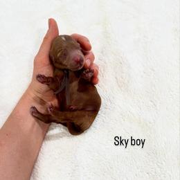 Sky Boy - Red  male Goldendoodle puppy in Rio Linda, California from Plush Doodles
