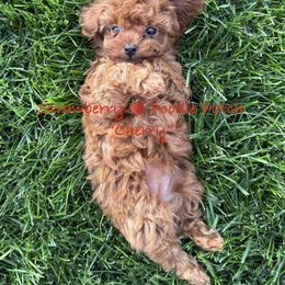 Poodle Puppies from Strawberry Poodle Patch