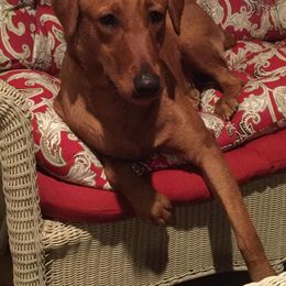 Shiloh - Labrador Retriever