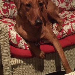 Shiloh - Labrador Retriever