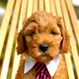 Tigger - Red male Australian Labradoodle puppy in Upland, California from Kings Labradoodles
