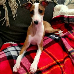 Italian Greyhound Puppies from Macabre Italian Greyhounds