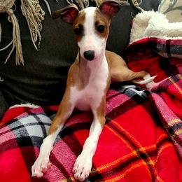 Italian Greyhound Puppies from Macabre Italian Greyhounds