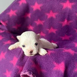 Girl - White female Maltese puppy in Charlotte, North Carolina from Toy Poodle and Maltese Perfection