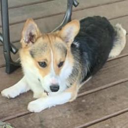 Pembroke Welsh Corgis from Jamie’s fancy corgis