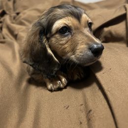 Dachshund Puppies from Zacha’s Doxie House